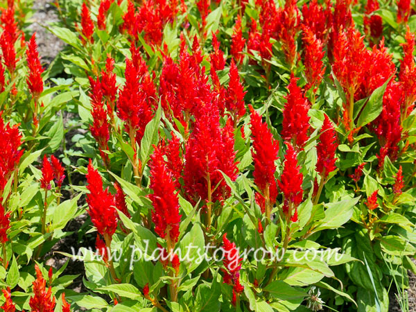 Arrabona Red Celosia
This cultivar has bright orange-red flowers that contrast against the light green foliage.  They are stunning when used in small to large groups.